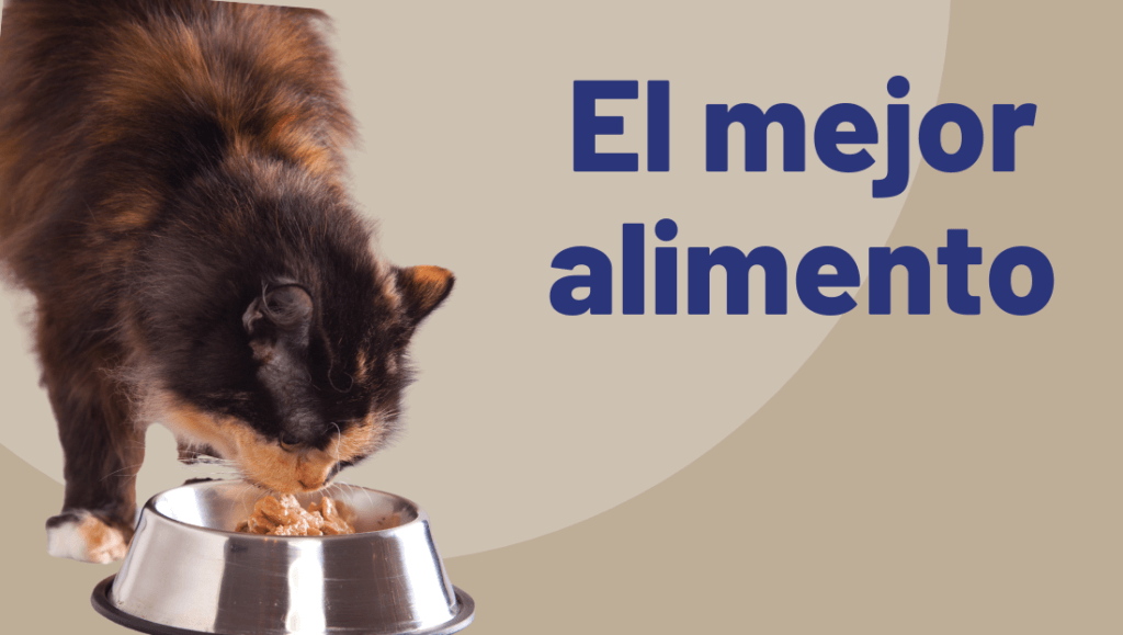 Errores Frecuentes En La Alimentaci N De Tu Mascotas