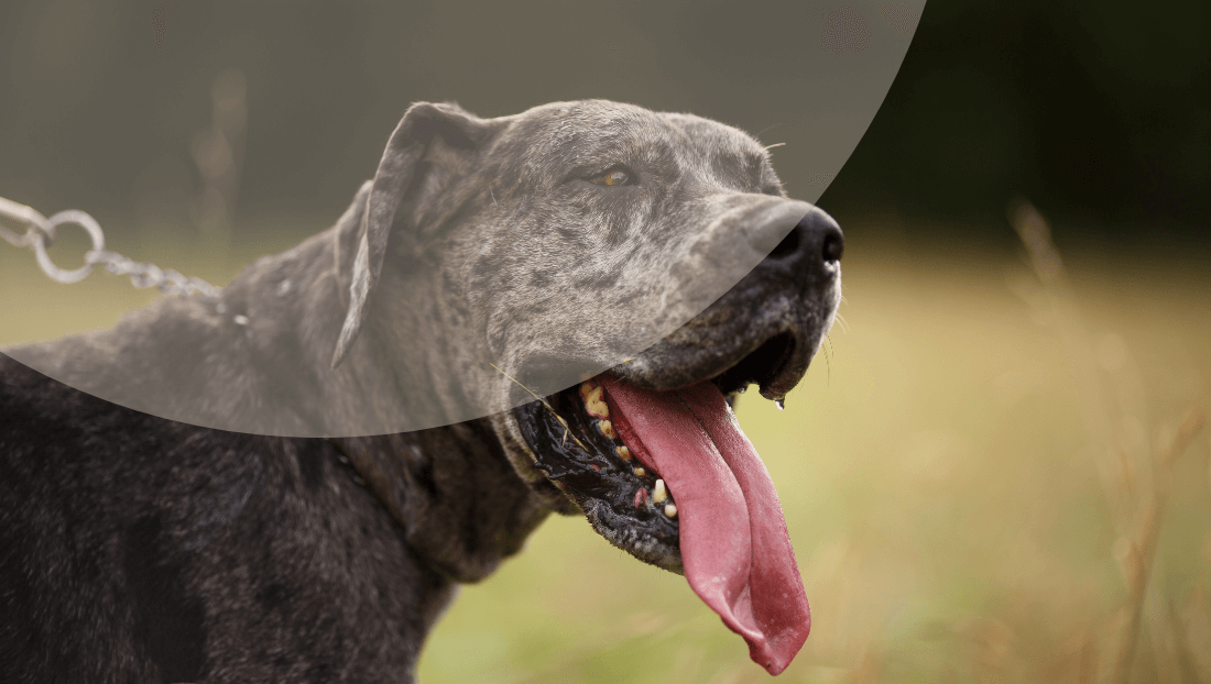 imagen post veterinari del clinic síntomas de un golpe de calor