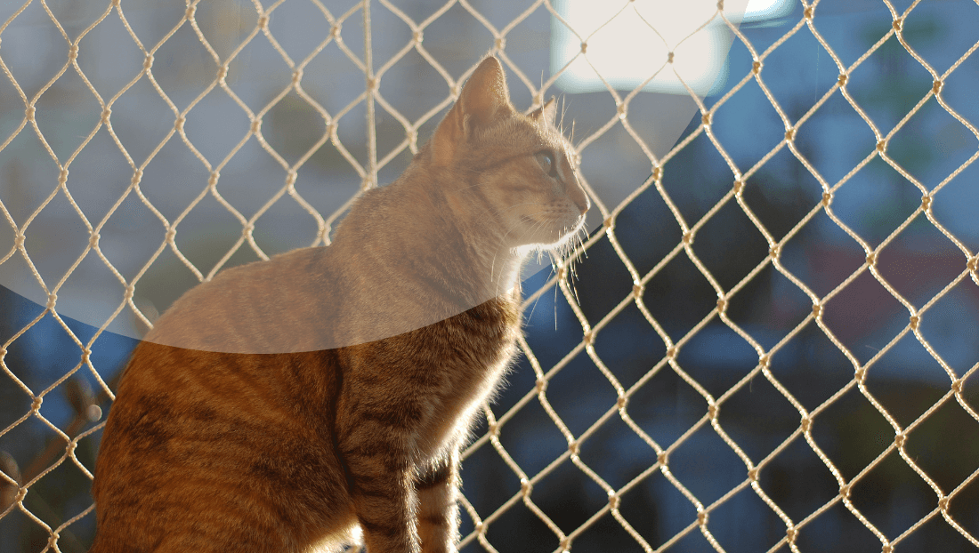 imagen Post del blog de veterinari del clinic síndrome del gato paracaidista