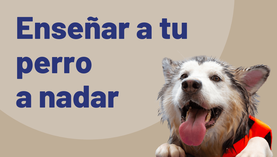 Post del blog de veterinari del clinic cómo enseñar a tu perro a nadar