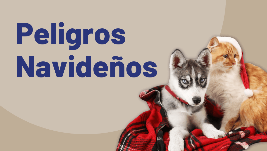 Post del blog de veterinari del clinic peligros navideños en mascotas